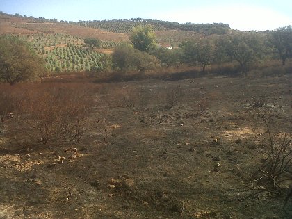 El Infoca sofoca un incendio en el campo de la romería